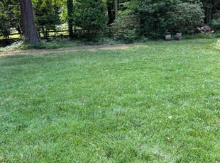 Gary T.'s grass maintenance service result