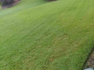 Jamie H.'s grass cutting service result