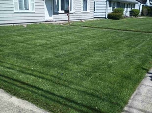 Andralita L.'s turf care service result