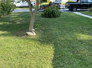 Carol B.'s turf maintenance service result