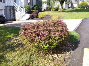 Jonathan H.'s Bush Trimming service result