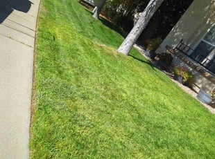 Nilda F.'s grass maintenance service result