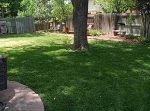 Nina T.'s turf care service result