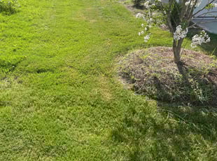 Jennifer W.'s lawn maintenance service result