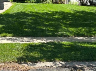 Vickie D.'s turf maintenance service result