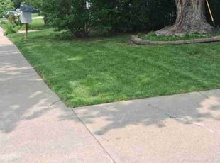 Lisa S.'s lawn care service result