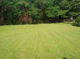 Tim G.'s lawn maintenance service result