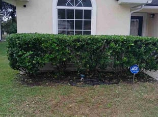 Samra S.'s Bush Trimming service result