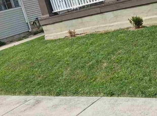 Matthew P.'s grass maintenance service result