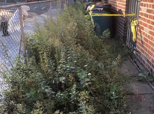 Vinesett T.'s lawn care service result