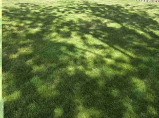 Dave L.'s lawn maintenance service result