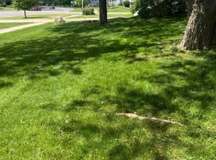 Demetri K.'s grass maintenance service result