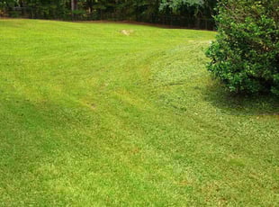 Amy A.'s lawn maintenance service result