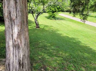 Sandra N.'s turf care service result