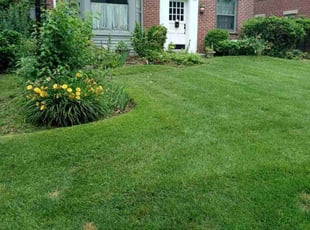 Nawaid I.'s lawn service service result