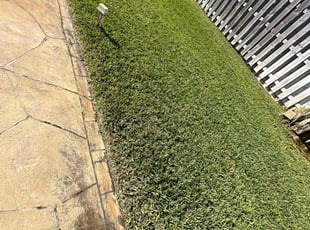 Tyeisha B.'s lawn care services service result