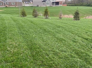 Jeffrey M.'s lawn care service result