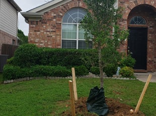 Kearia T.'s Bush Trimming service result