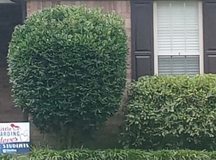 William F.'s Bush Trimming service result