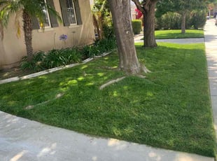 Deandre H.'s lawn service service result