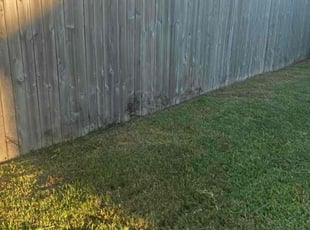 Doug B.'s turf care service result