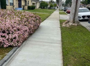 Kelsy C.'s grass cutting service result