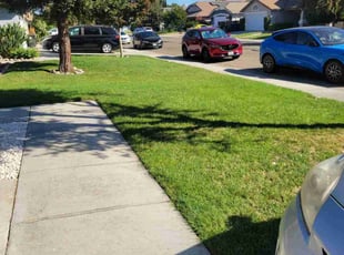 Sandy H.'s turf care service result