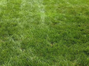 Stormmie R.'s lawn care service result