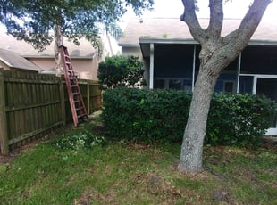 Frances V.'s Bush Trimming service result