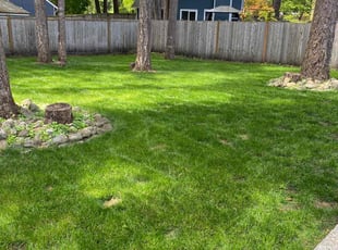 Amy L.'s turf care service result