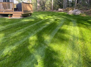 Kayla G.'s turf maintenance service result