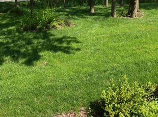 Donna M.'s lawn care service result