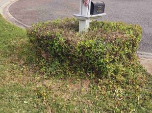 Patricia B.'s Bush Trimming service result