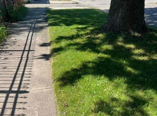 Scott S.'s turf care service result