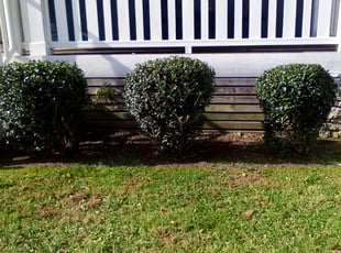 Holly H.'s Bush Trimming service result