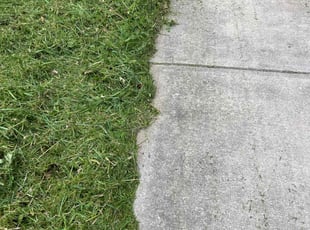 Susana V.'s Long Grass Cleanup service result
