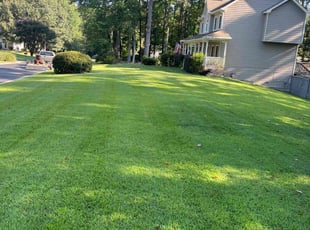 Michele G.'s grass cutting service result