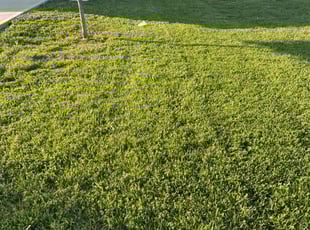 Dee T.'s turf care service result