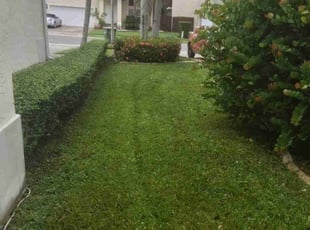 Eric G.'s turf care service result