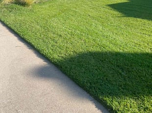 Jose R.'s grass cutting service result