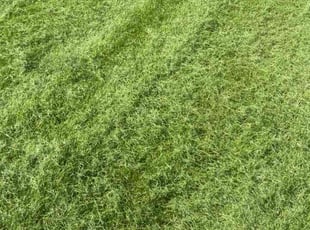 Susie M.'s lawn care service result