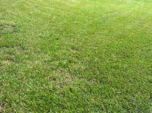 Justin L.'s lawn care services service result