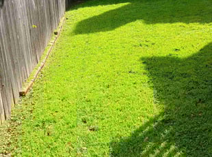 Niamke C.'s grass maintenance service result