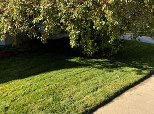 Mallory B.'s lawn care service result