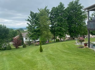 Shanel T.'s grass maintenance service result