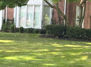 Gerry F.'s Bush Trimming service result