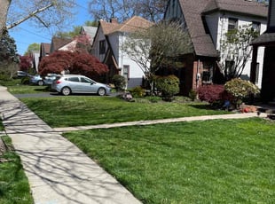 Senan M.'s turf care service result