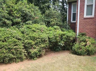 Zachary S.'s Bush Trimming service result