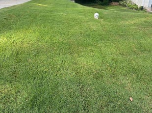 Nick H.'s turf care service result