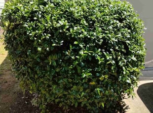 Brenda I.'s Bush Trimming service result